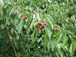 Bing Cherry (Prunus avium 'Bing'), bloom
