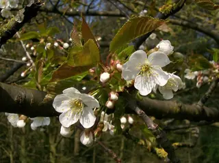 Cherry, Bing