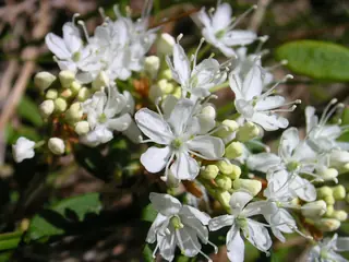 Western sand cherry (Prunus besseyi), foliage