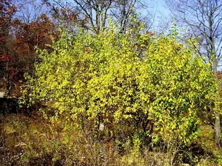 Flowering Plum, Newport (Kankakee strain)