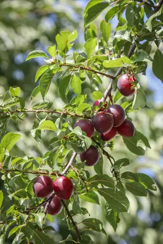Flowering Plum, Newport (Kankakee strain) (Prunus cerasifera 'Newport'), mature form