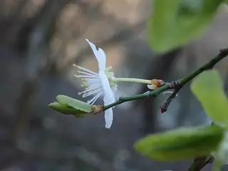 Flowering Plum, Newport (Kankakee strain) (Prunus cerasifera 'Newport'), bloom