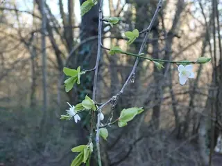 Flowering Plum, Newport (Kankakee strain) (Prunus cerasifera 'Newport'), foliage