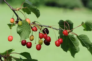 Montmorency Cherry (Prunus cerasus), mature form