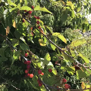 Montmorency Cherry (Prunus cerasus), bloom