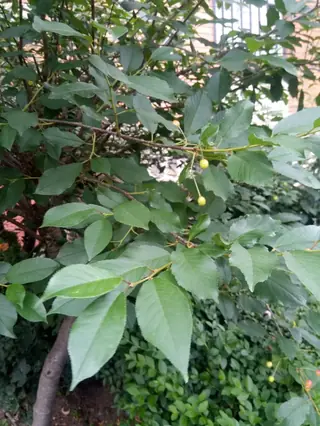 Montmorency Cherry (Prunus cerasus), fall color