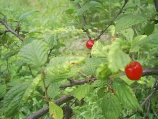Montmorency Cherry (Prunus cerasus), habit