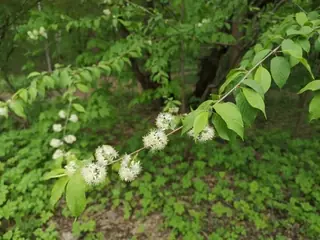 Amur Chokecherry (Prunus maackii), mature form