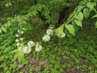 Amur Chokecherry (Prunus maackii), foliage