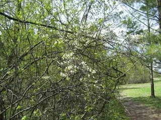 Flowering Plum, Princess Kay