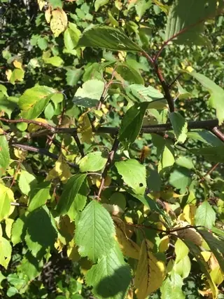 Princess Kay Flowering Plum (Prunus nigra 'Princess Kay'), foliage
