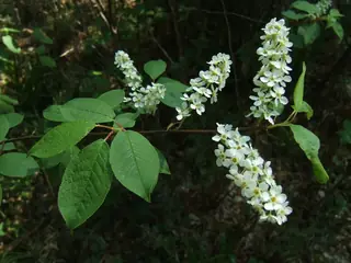 European: Birdcherry (Prunus padus), bloom
