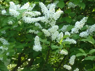 Birdcherry, European