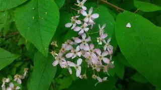 European: Birdcherry (Prunus padus), foliage