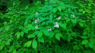 European: Birdcherry (Prunus padus), mature form