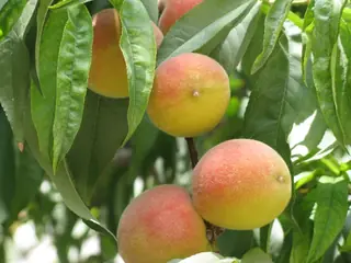 Reliance Peach (Prunus persica 'Reliance', 'Veteran', 'Contender'), habit