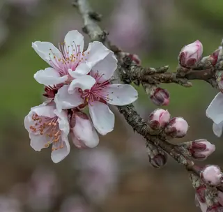Reliance Peach (Prunus persica 'Reliance', 'Veteran', 'Contender'), mature form