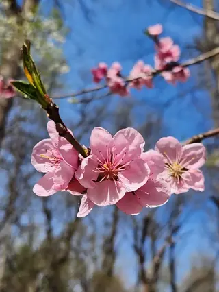 Reliance Peach (Prunus persica 'Reliance', 'Veteran', 'Contender'), foliage