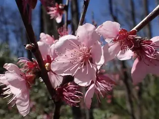 Reliance Peach (Prunus persica 'Reliance', 'Veteran', 'Contender'), bloom