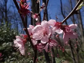Reliance Peach (Prunus persica 'Reliance', 'Veteran', 'Contender'), fall color