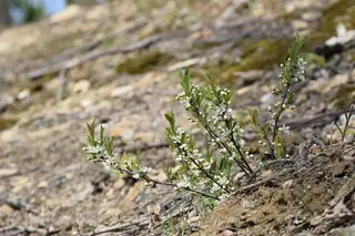Sand cherry (Prunus pumila), foliage
