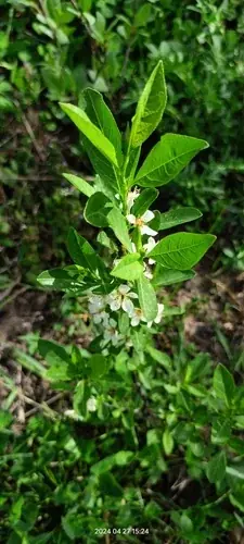 Sand cherry (Prunus pumila), bloom
