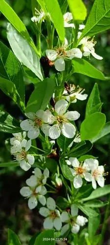 Sand cherry (Prunus pumila), fall color