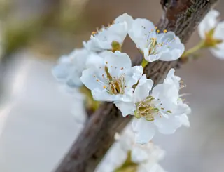 Santa Rosa Plum (Prunus salicina 'Santa Rosa'), fall color