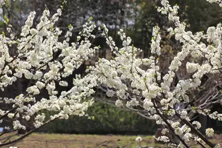 Plum, Santa Rosa