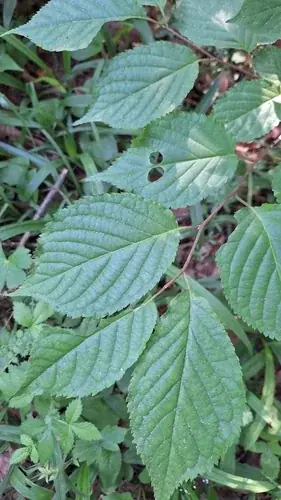 Flowering Cherry (Prunus sargentii 'Pink Flare'), foliage