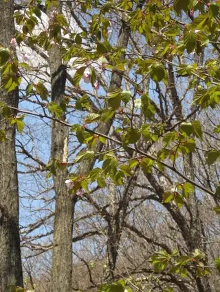 Flowering Cherry (Prunus sargentii 'Pink Flare'), mature form