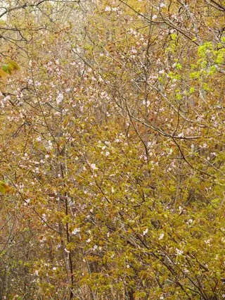 Flowering Cherry, PINK FLAIR®