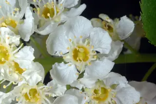 Common: Canada Red Chokecherry (Prunus virginiana), bloom