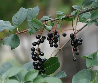 Common: Canada Red Chokecherry (Prunus virginiana), mature form