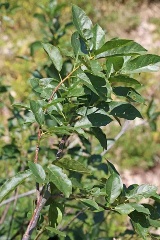 Common: Canada Red Chokecherry (Prunus virginiana), foliage