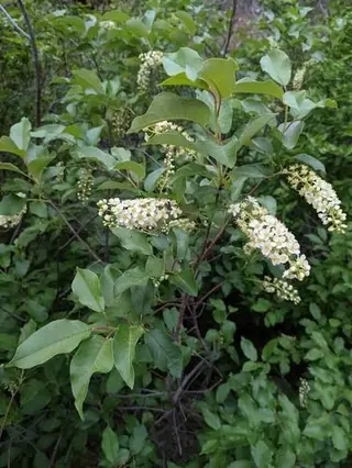 Chokecherry, Common: Canada Red, Schubert