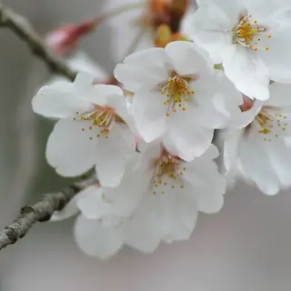 Chokecherry (Prunus x 'P002S' (PP25,767)), bloom