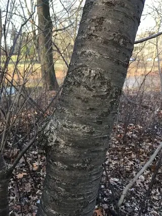 Chokecherry (Prunus x 'P002S' (PP25,767)), mature form