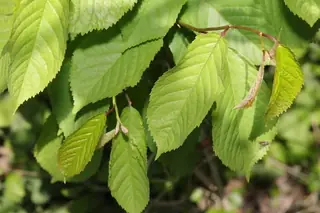Des Fontaines Flowering Cherry (Prunus x fontanesiana), bloom