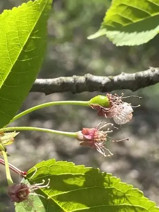Flowering Cherry, Des Fontaines