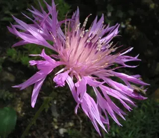 Bellina Pink Cornflower (Psephellus simplicicaulis), foliage