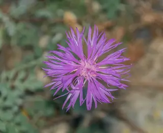 Bellina Pink Cornflower (Psephellus simplicicaulis), mature form
