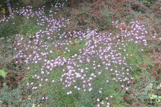 Bellina Pink Cornflower