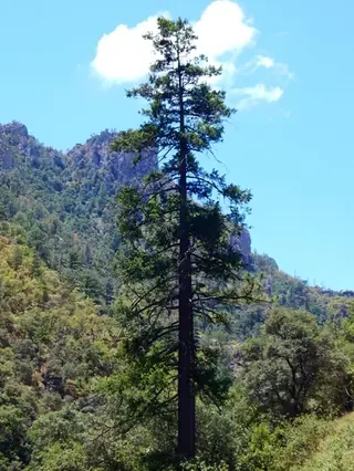 Douglas-fir, Rocky Mountain Douglas fir (Pseudotsuga menziesii var. glauca), mature form