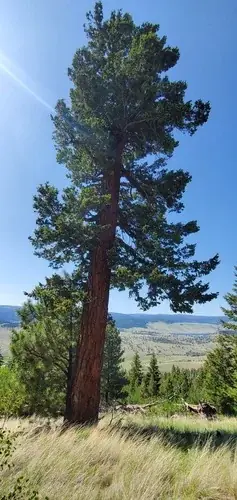 Douglas-fir, Rocky Mountain Douglas fir