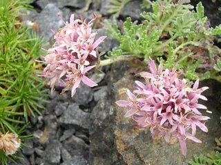 Moroccan pincushion flower (Pterocephalus depressus), bloom