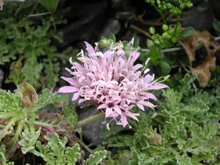 Moroccan pincushion flower (Pterocephalus depressus), fall color