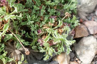 Moroccan pincushion flower (Pterocephalus depressus), mature form