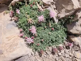 Moroccan pincushion flower