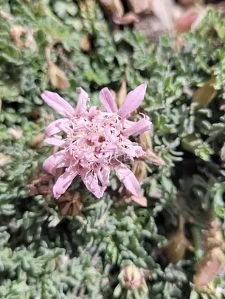 Moroccan pincushion flower (Pterocephalus depressus), foliage
